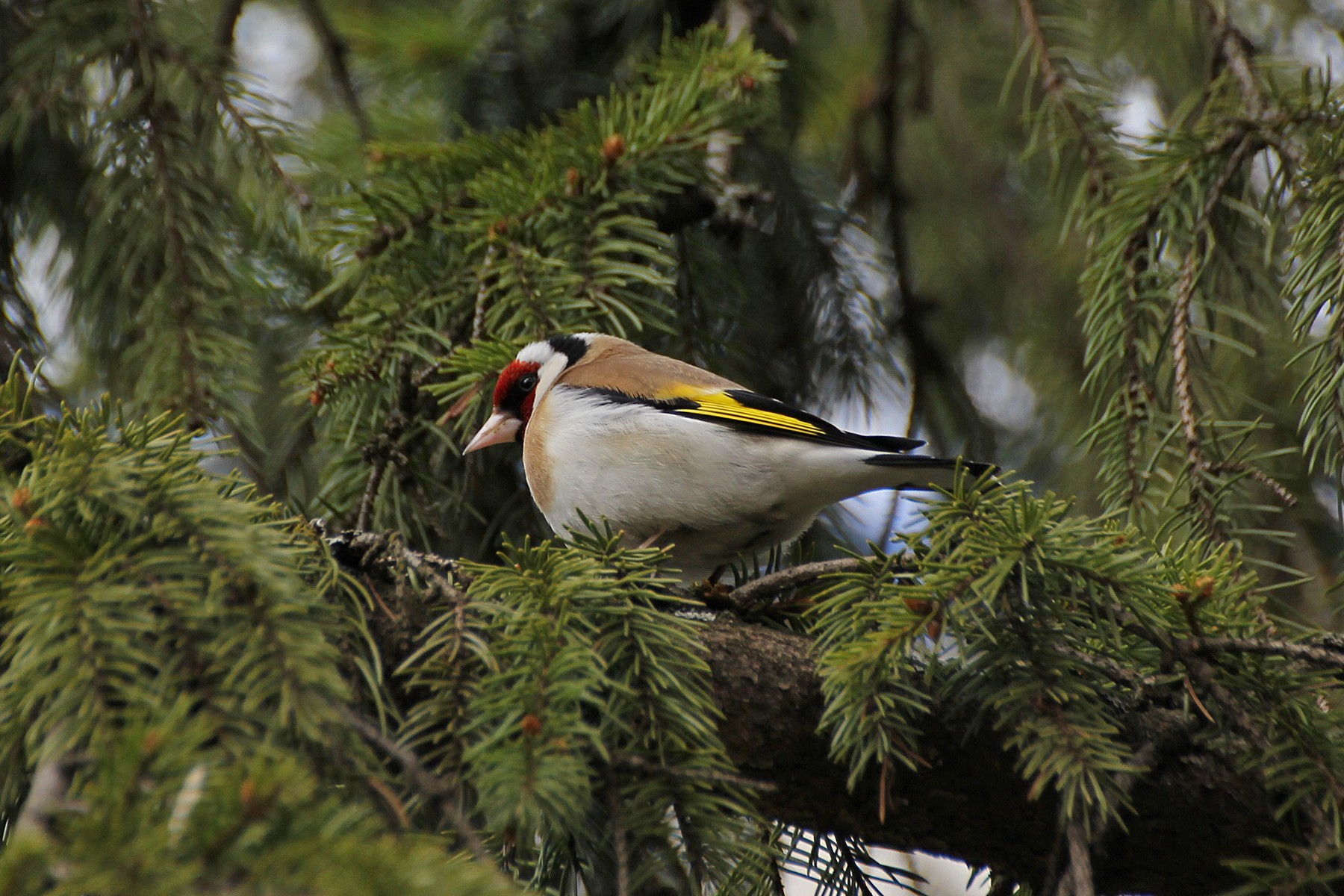 Щегол обыкновенный (лат. Carduelis carduelis) - Михаил Соколов