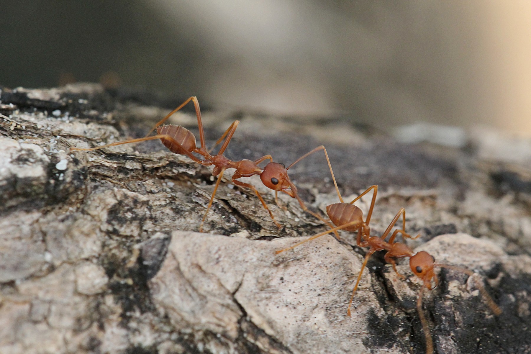 Анекдот про муравья и слониху — Video | VK
