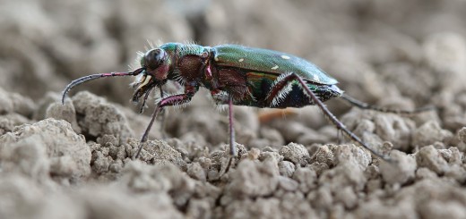 Скакун полевой фото