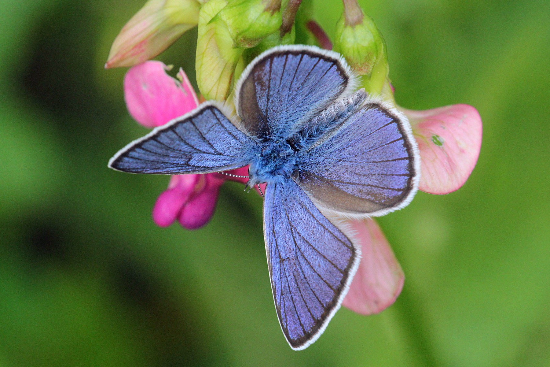 Голубянка бобовая бабочка