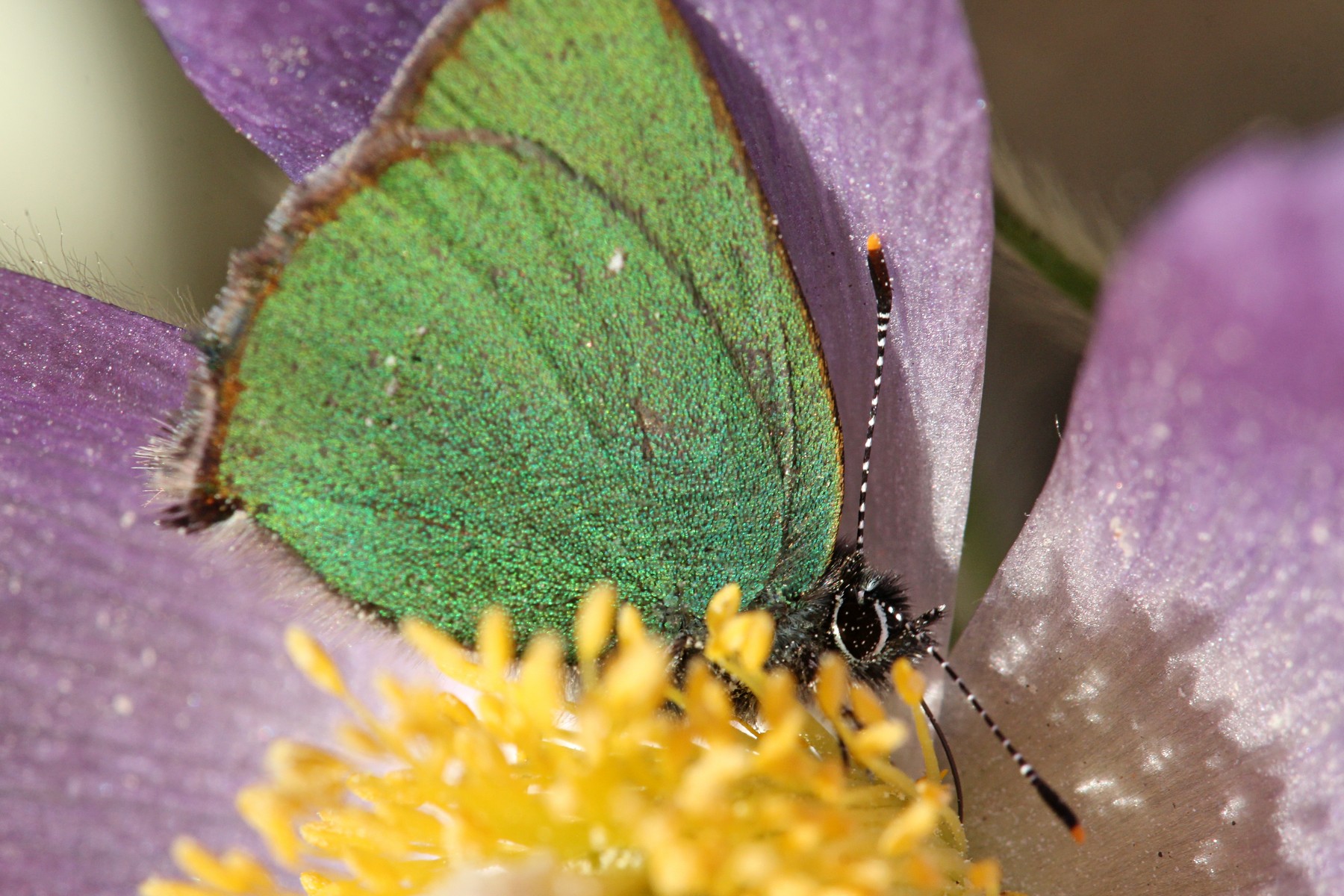 Изучаем самых красивых и необычных бабочек (фото настоящее) — Наука на security58.ru